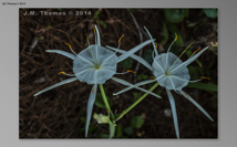 Botanical Gardens 2014 06 SS-2.jpg